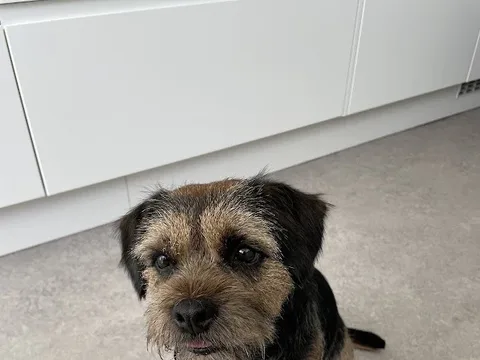 BarkShear Grooming