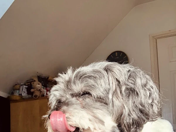 Barkwith Groomer Has It