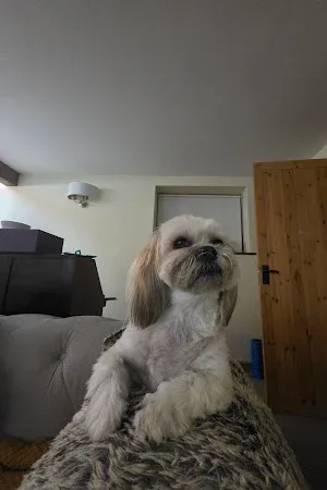 Barky Baths
