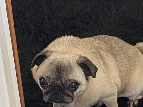 Barkz and Bubbles