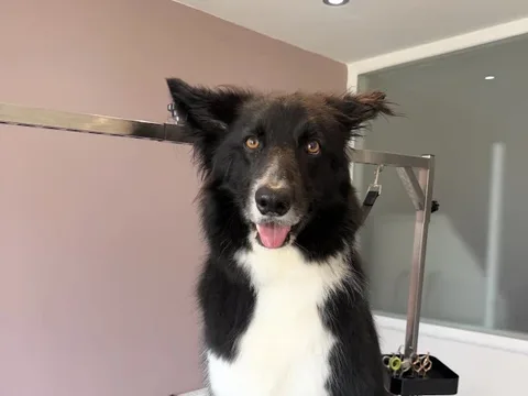 Barneys Bark and Bath