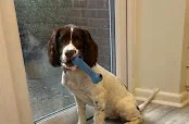 Barton Dog Groomers