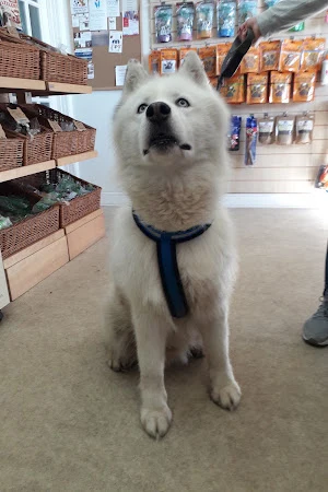 Bath and Biscuits Dog Grooming & Pet Shop