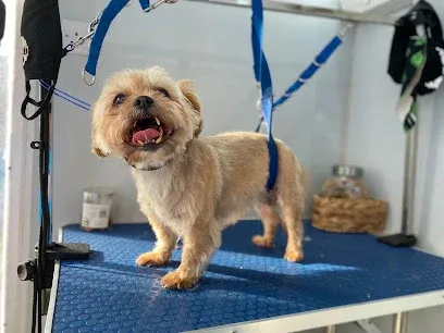 Bath Barks and Beyond - Dog Grooming