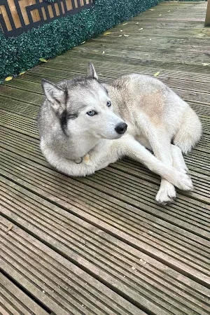 Beacons Dog Salon