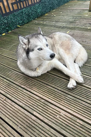Beacons Dog Salon