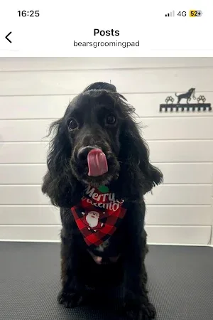 Bear's Grooming Pad