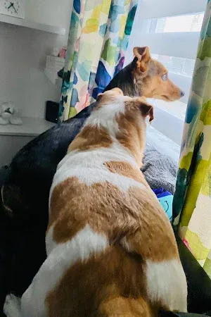 Beau-tiful Paws