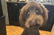 Bee and Berry’s Dog Groomers and Pet Supplies