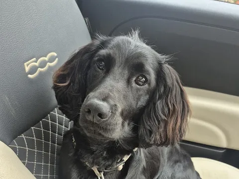 Bellaclips Dog Grooming