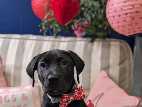 BellaJoJos Pets Boutique & Spa