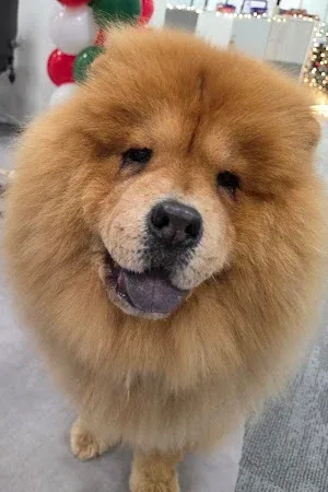 Bella’s Bubbles Dog Grooming