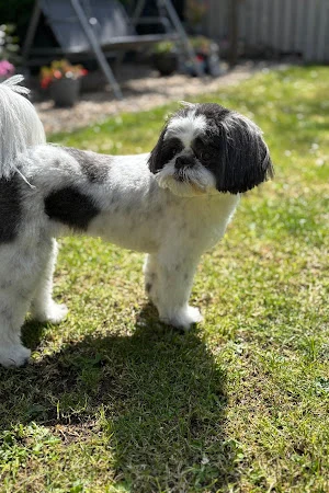 Belle & Beau Dog Salon