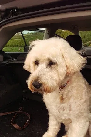 Best Friends Grooming Salon