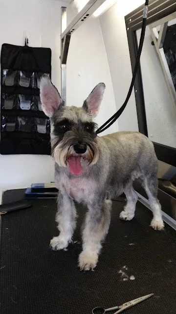 Best's Dog Grooming