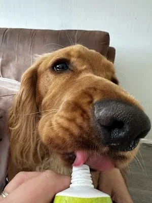 Beth's Pawfect Pet Services