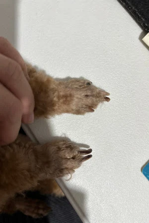 Bfluffyier Dog Grooming