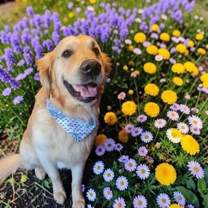 Big paws dog groomers