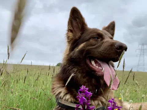 Bilbo's Dog Shop & Groom