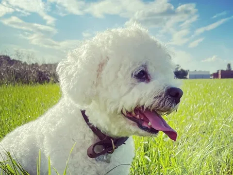 Binkys Grooming