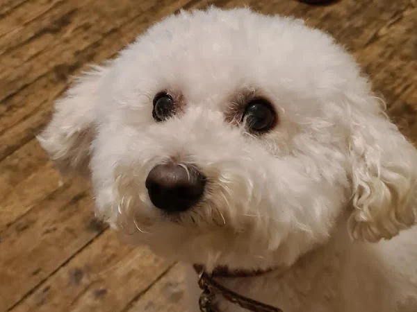Birstall Dog Grooming