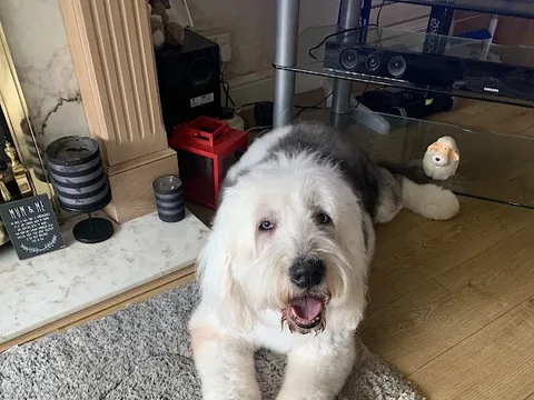 Bonnies Bath & Grooming Studio