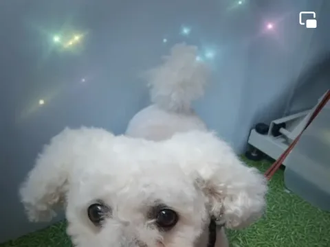 Bonny Barkers 1:1 Dog Grooming Salon