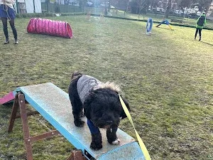 Bow Wow Dog Groomers