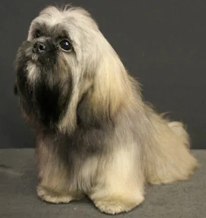Bradeley Dog Grooming