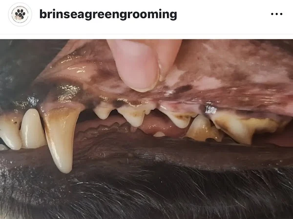 Brinsea Green Grooming