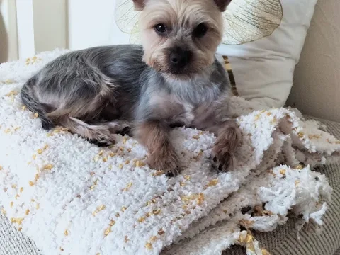 Brush Puppies