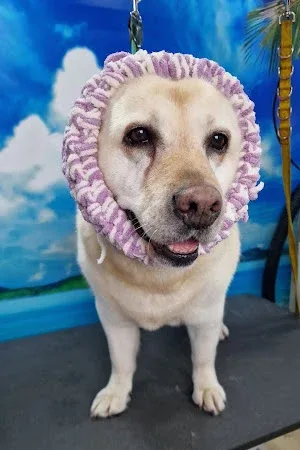 Bubble Boutique Mobile Pet Grooming