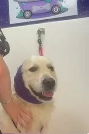 Bubble 'n' Bark - Mobile Dog Grooming