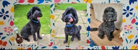 Bubbles and Barks Grooming