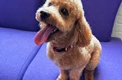 Bubbles Dog Grooming