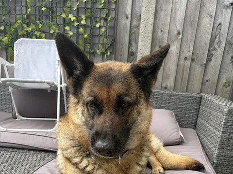 Bubbly Barks