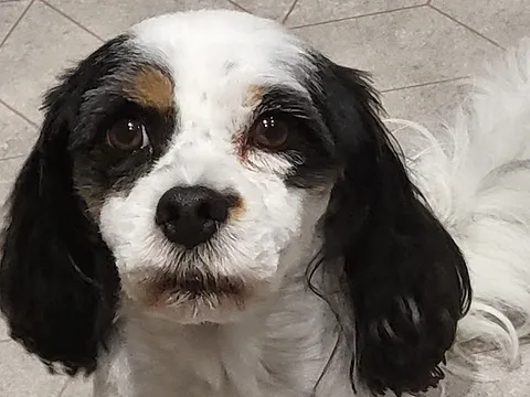 Buddys Grooming Parlour