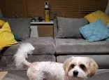 Bugsie's Mobile Dog Wash -