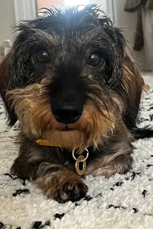 Buzz & Oreos Dog Grooming Salon