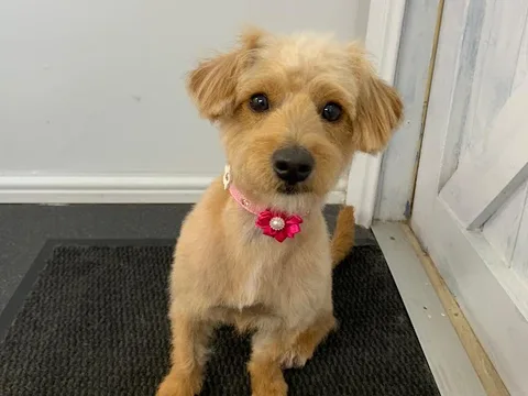 Buzzpup