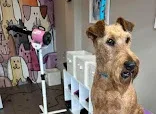 Canine Coiffure