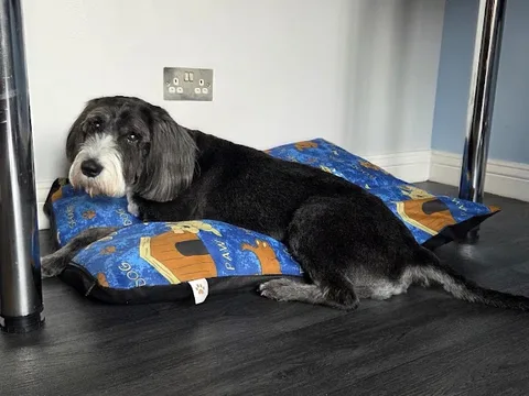 Canine Corner