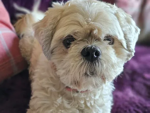 Canine Designs Professional Dog Grooming
