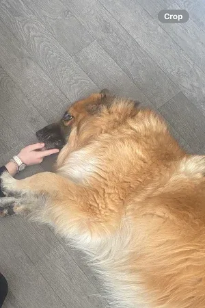 Canine Styles