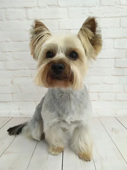 Caring Hands Dog Grooming