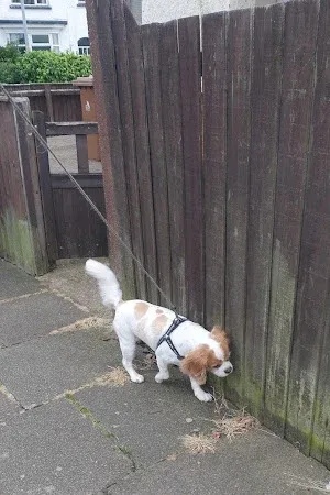 Carly's Canine Clips