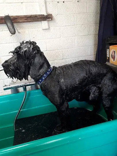 Carol's Groomers