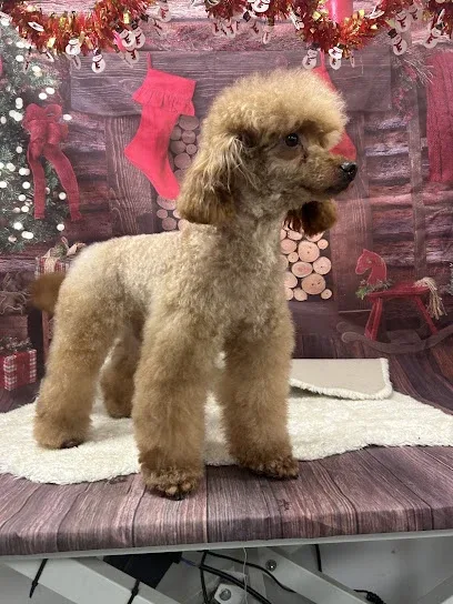 Carys’ K9 Grooming