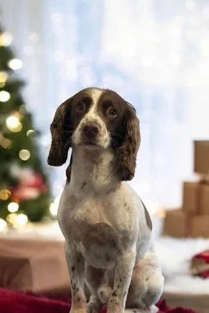 Cassie & Co's Grooming