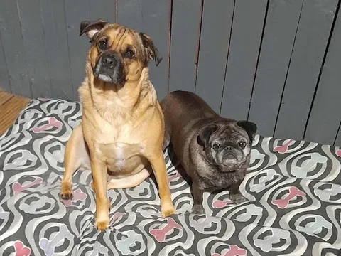 Cathy's K 9 Cut's